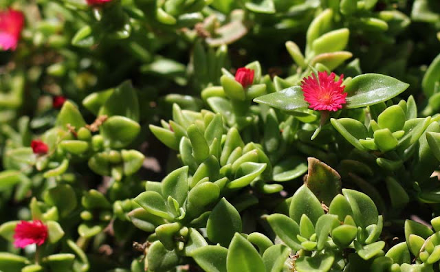 Aptenia Cordifolia Flowers Pictures