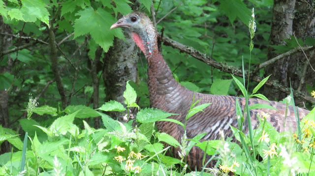 Wild Turkey Hen 