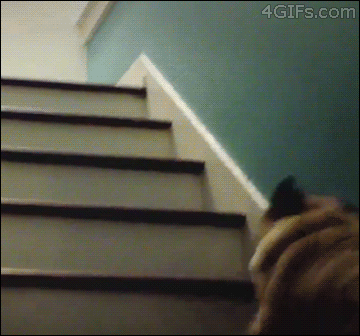 Funny Pug climbing stairs gif picture