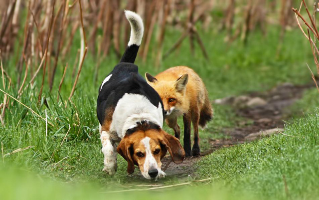 15 fotos de animais em situações engraçadas