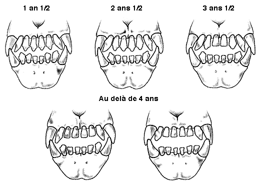 Clinique vétérinaire des Dunes: Les problèmes dentaires du Clinique vétérinaire des Dunes: Les problèmes dentaires du