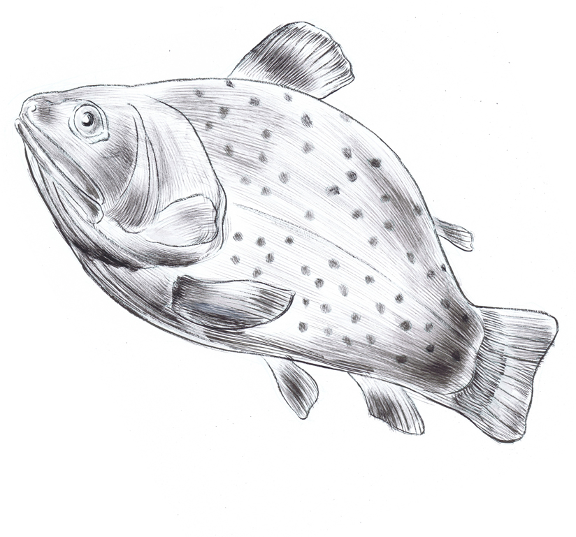 Jed Alexander Fish Inks