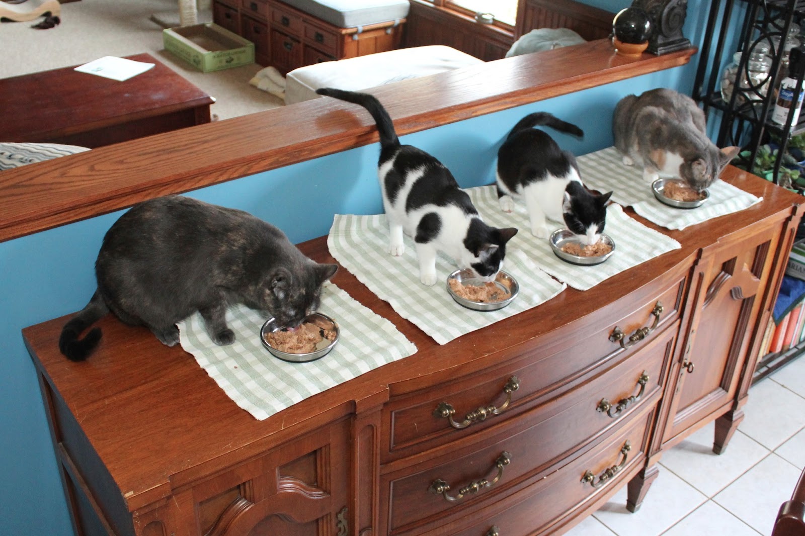 The cat suspects lined up and eating dinner