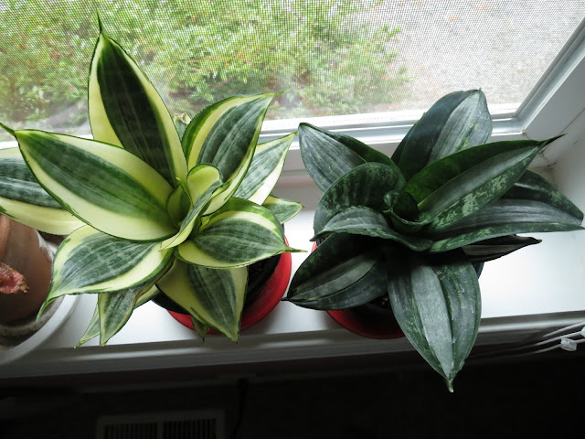 Gardening With Wyatt Very Variegated Flower Friday