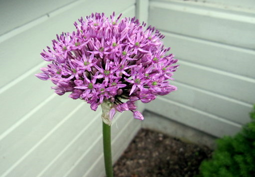 Allium