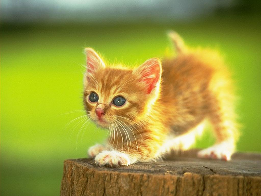 Kittens Wallpapers - Pets Cute and Docile