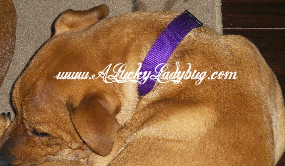 A Lucky Ladybug Hamilton Dog Collars Review