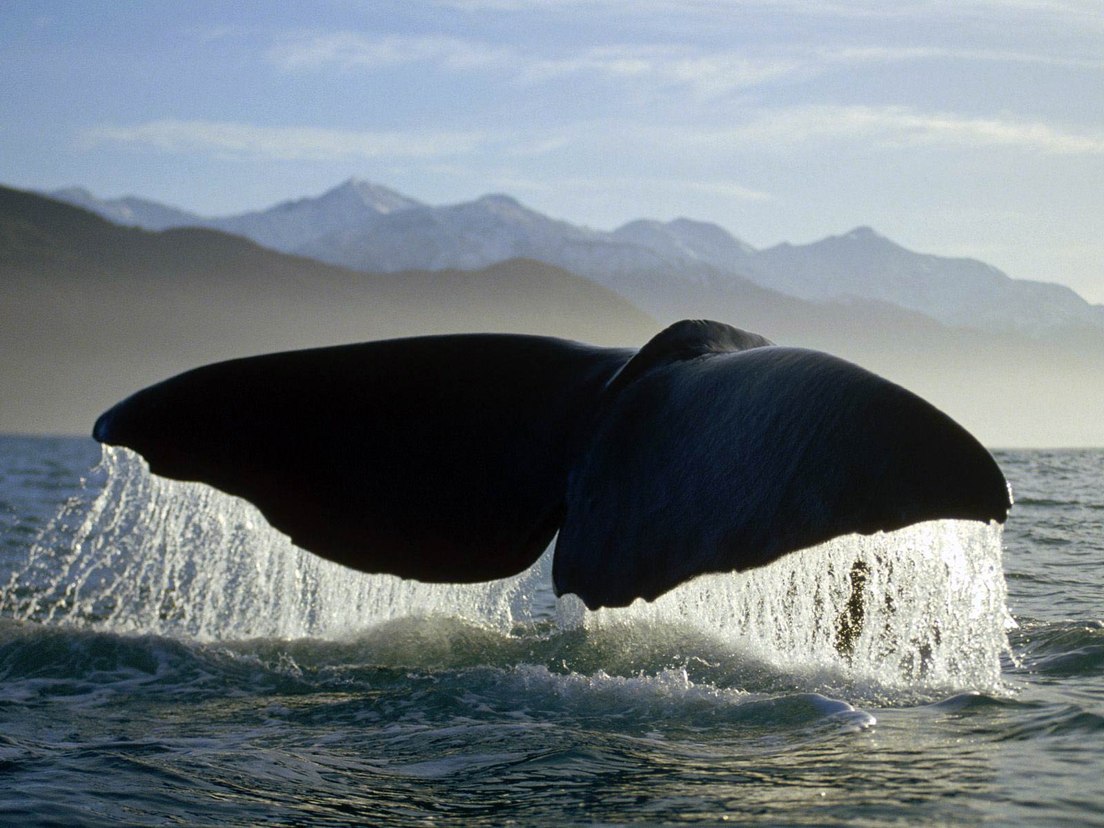 Whales HD Wallpapers 2013 ~ All About HD Wallpapers