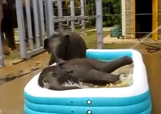 Baby Jumbo having bath in baby pool