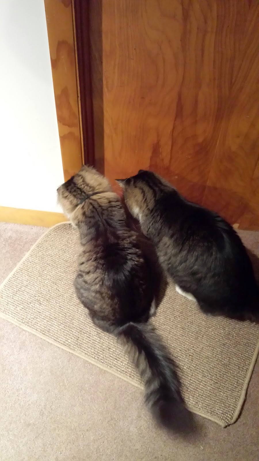 The Mermaid's Tale When the cat brings home a mouse