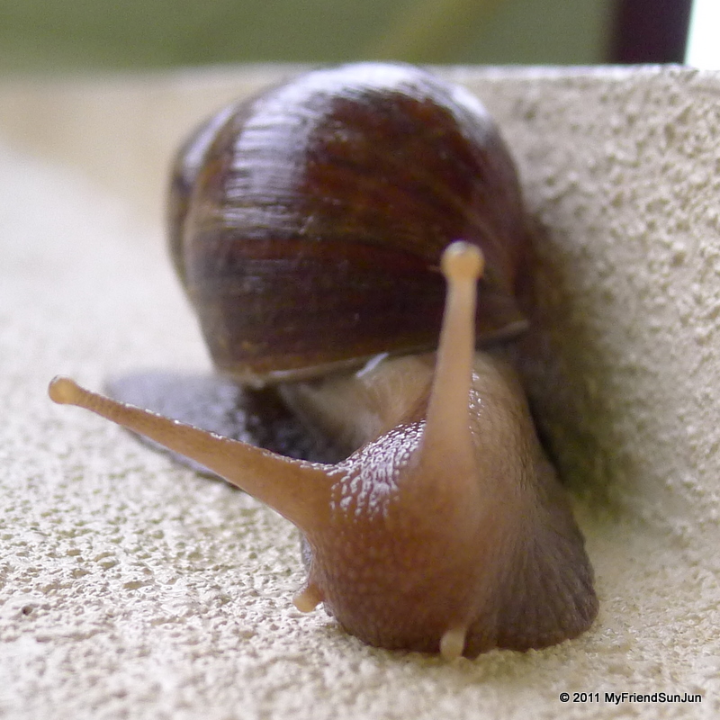 Sun Jun TRAVEL FOOD RECIPES PHOTOGRAPHY Snail Bites