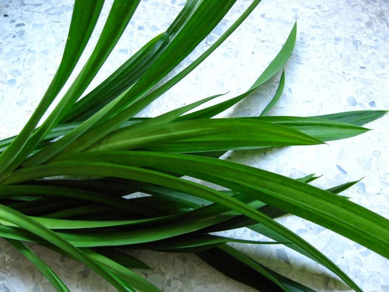 Health Benefits of Pandan Leaves for Hair Beauty, Hypertension