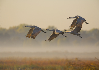 AZGFD Sandhill Crane Cam