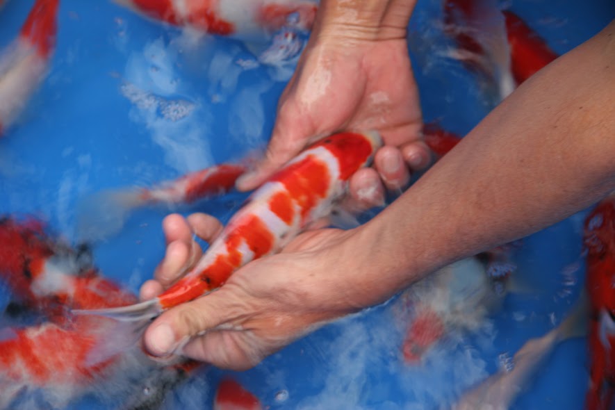 koi-fish-care