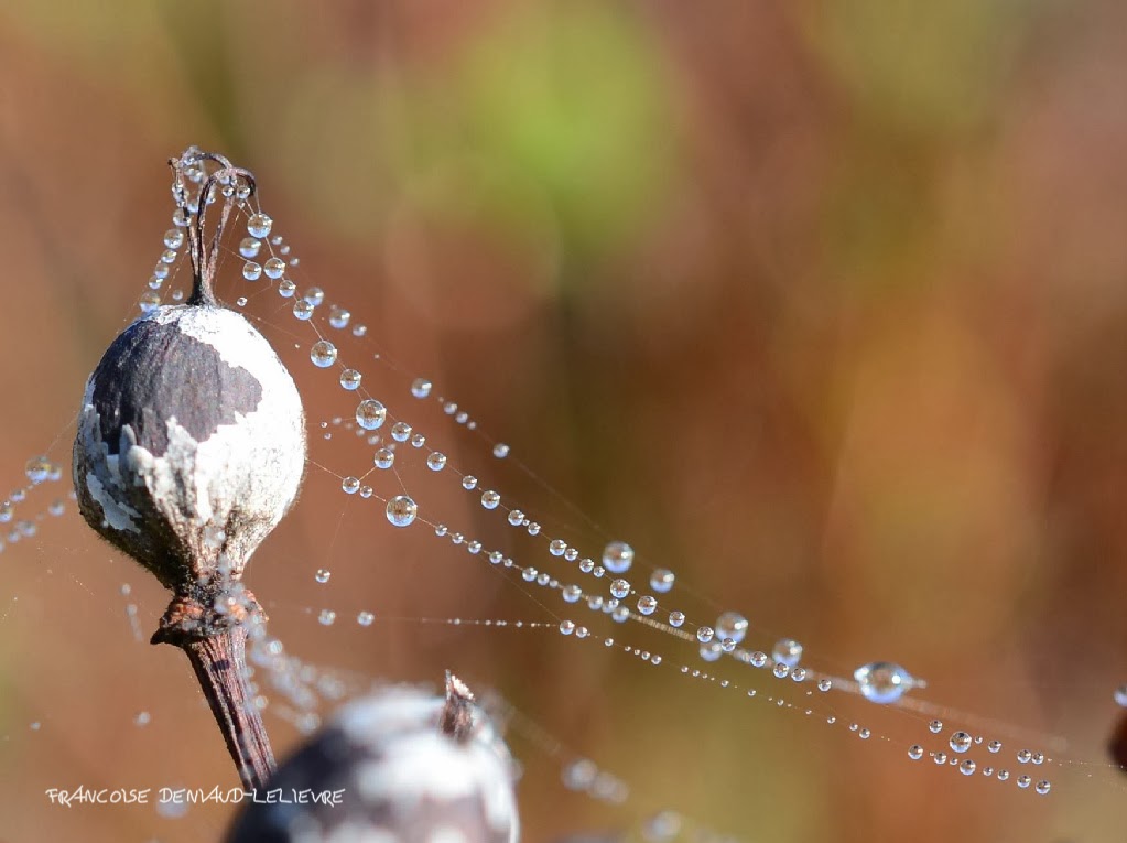 Perles de givre