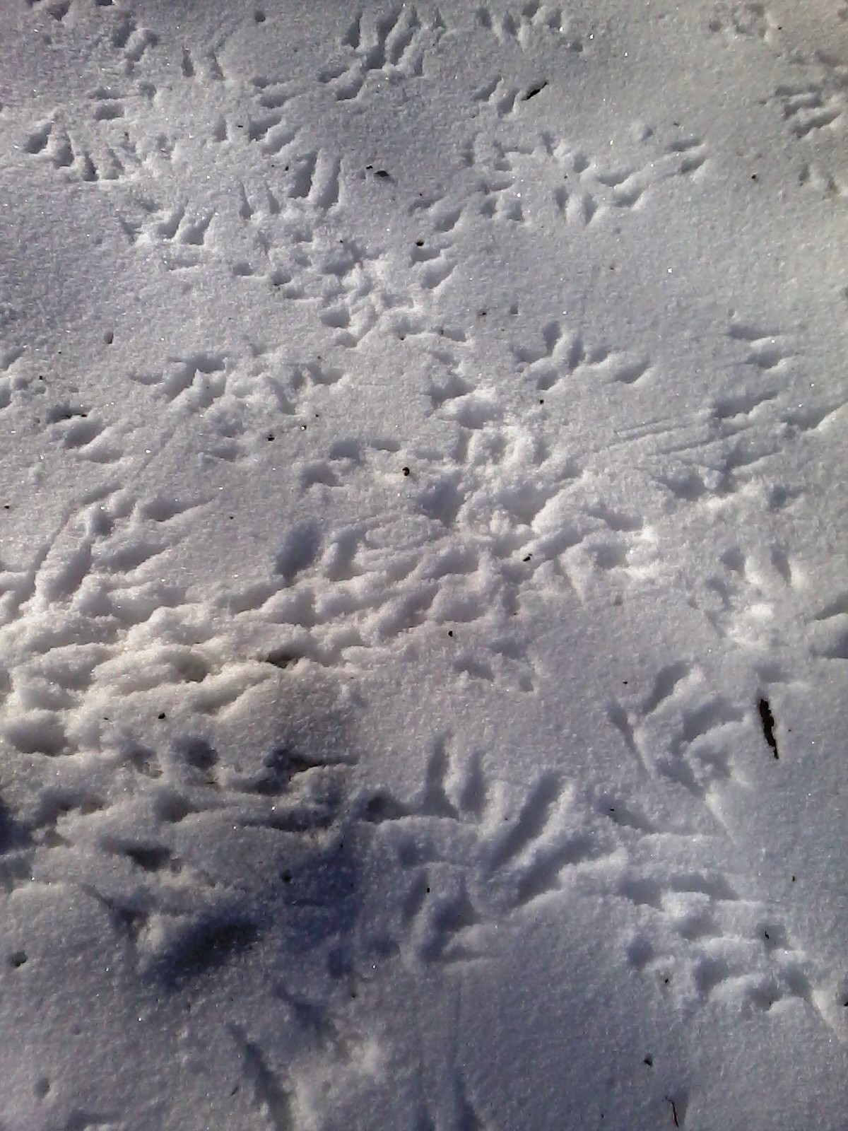 From the Burbs to the Boonies Snow photos, deer tracks and Blizzard No