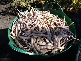 A basket of dried Cherokee beans