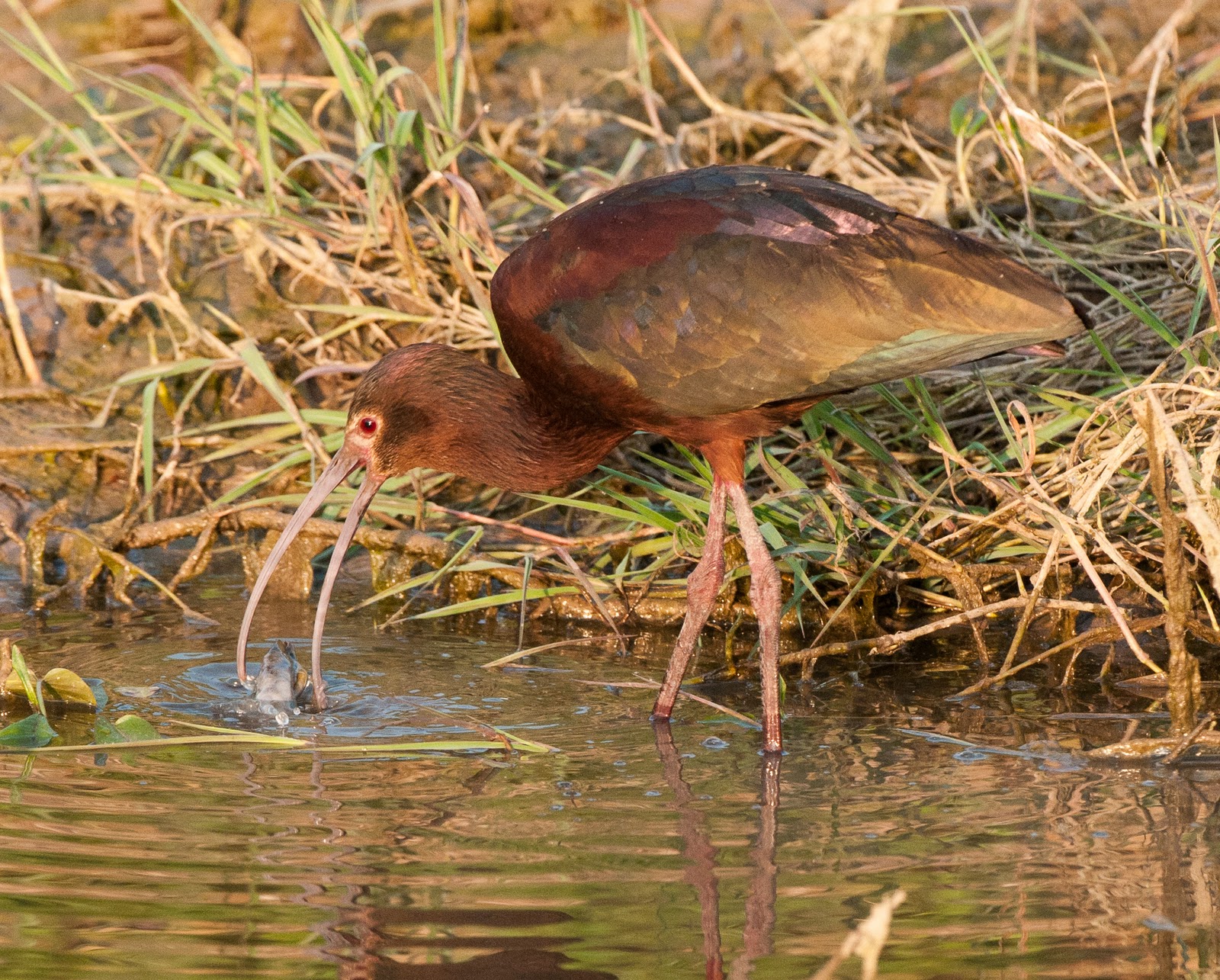 Birds of Different Feathers How To Ibis Eating Marsh Morsel
