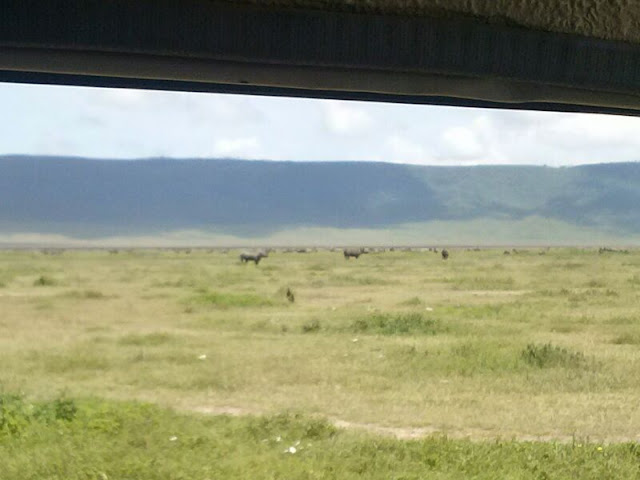 Ngorongoro crater Rhino