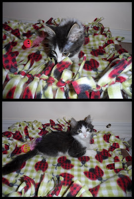 Anakin Two legged Cat New Blanket