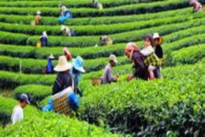 Лечебная польза чая