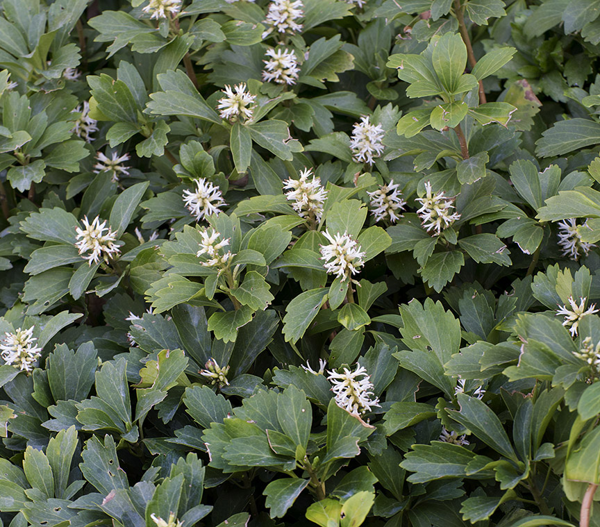 pachysandra