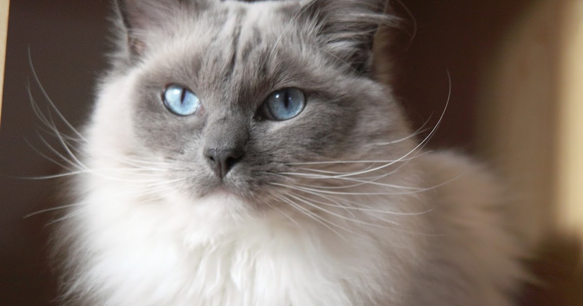 Boy and Girl Cat Names and Fictional Cats: Ragdoll Cat ...
