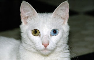 gambar kucing odd eye