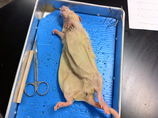 dissection of rat. Rat dissection + Vlog