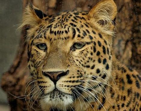 Animals Unique: Leopard