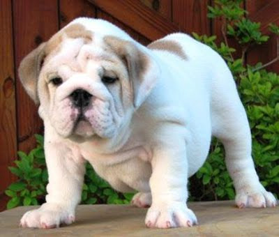 English Bulldog