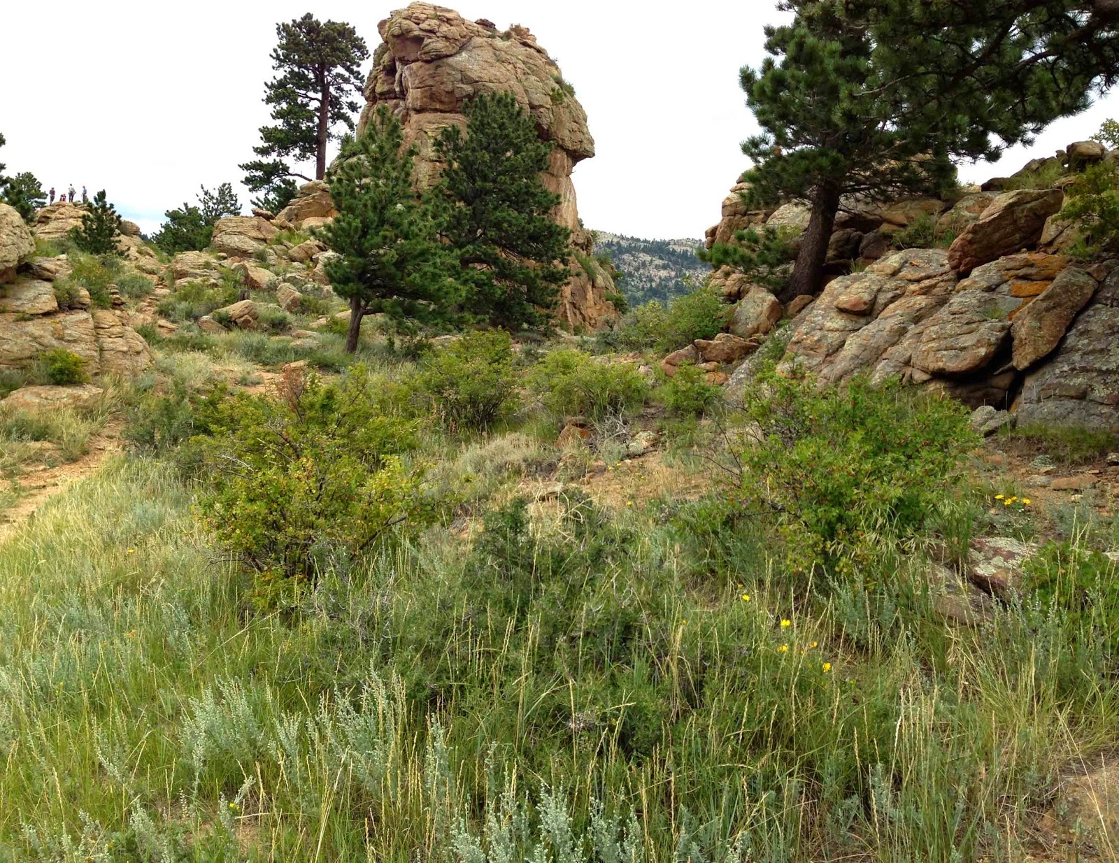 Rocky Mountain Bushcraft Rocky Mountain Edible Plant Identification