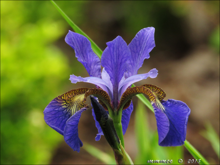 My Garden Siberian Iris and Dutch Iris