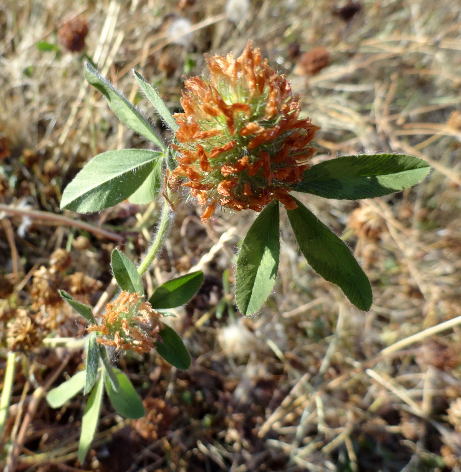 Wyldestone Cottage Buddleia The Butterfly Bush