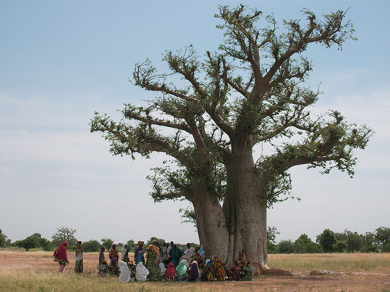 African Sahara Trees