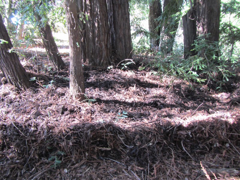 Redwood understory, Redwood Grove planting