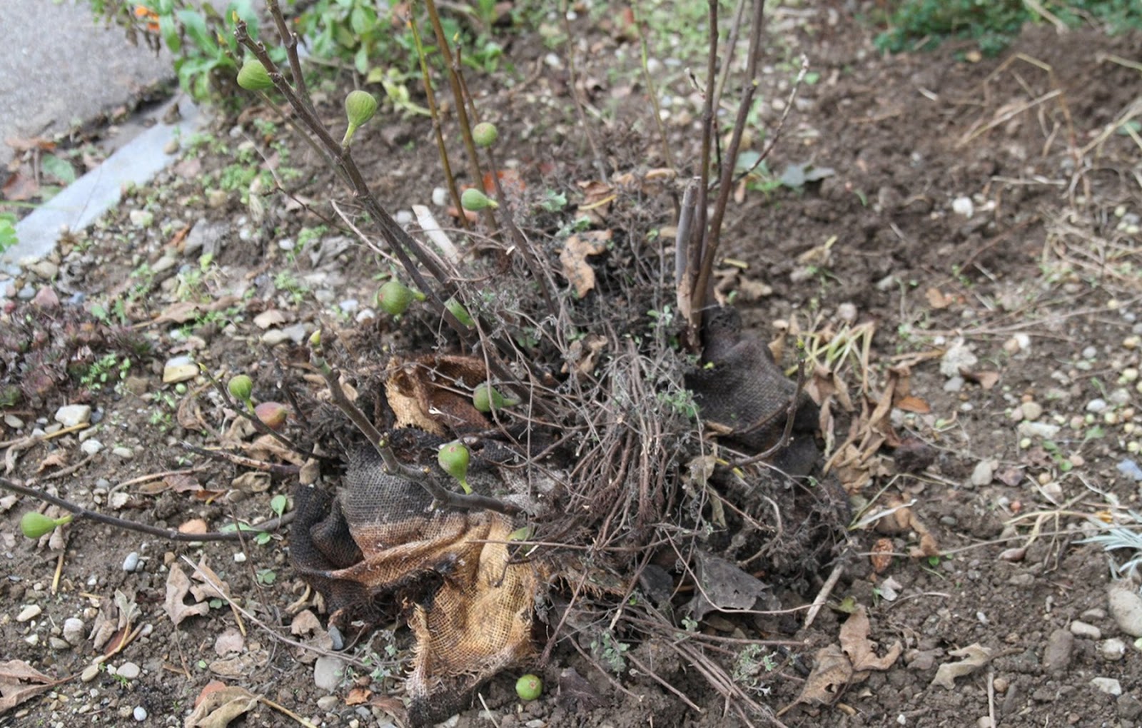 daily doings winterize the fig tree