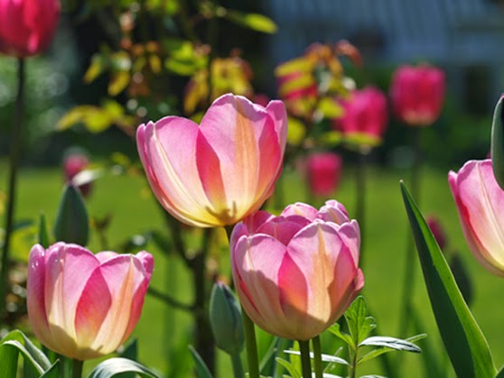 Tulipaner i haven