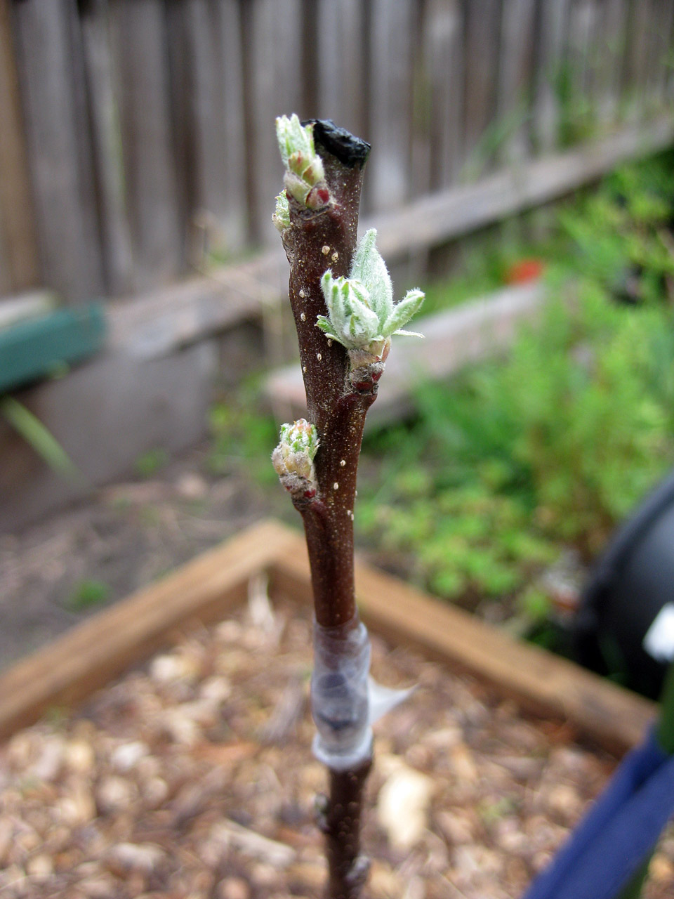 The Night Gardener Apple Graft Progress