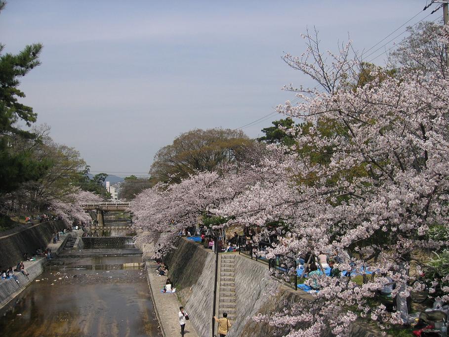 いきたいとこ いったとこ さくら夙川駅はやっぱり桜が綺麗 いきたいとこ いったとこ さくら夙川駅はやっぱり桜が綺麗