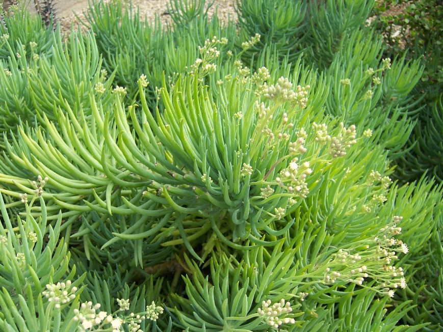 The 2 Minute Gardener Photo Blue Chalk Fingers (Senecio vitalis)