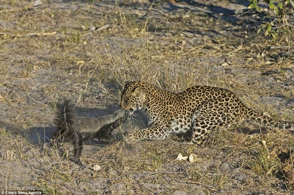 IT'S LEOPARD VS HONEY BADGER...WHO IS GOING TO WIN? LET'S US FIND OUT Ukarimu Blog The