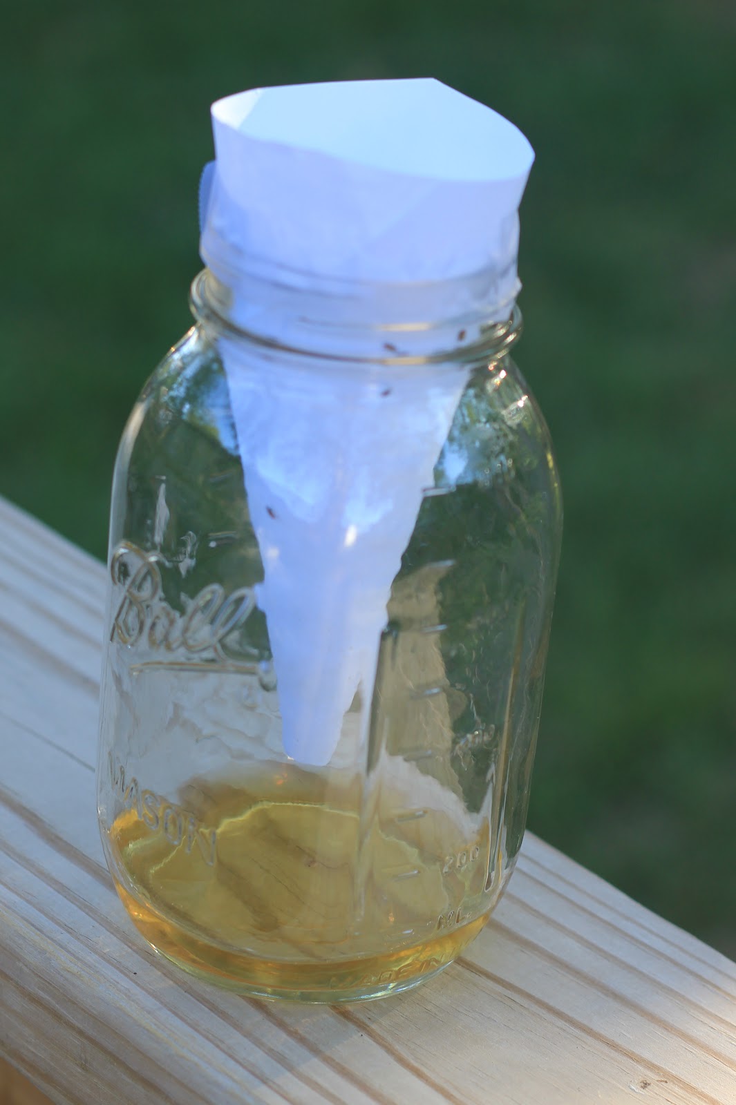 Gnat Trap