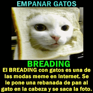 noticias empanar gatos