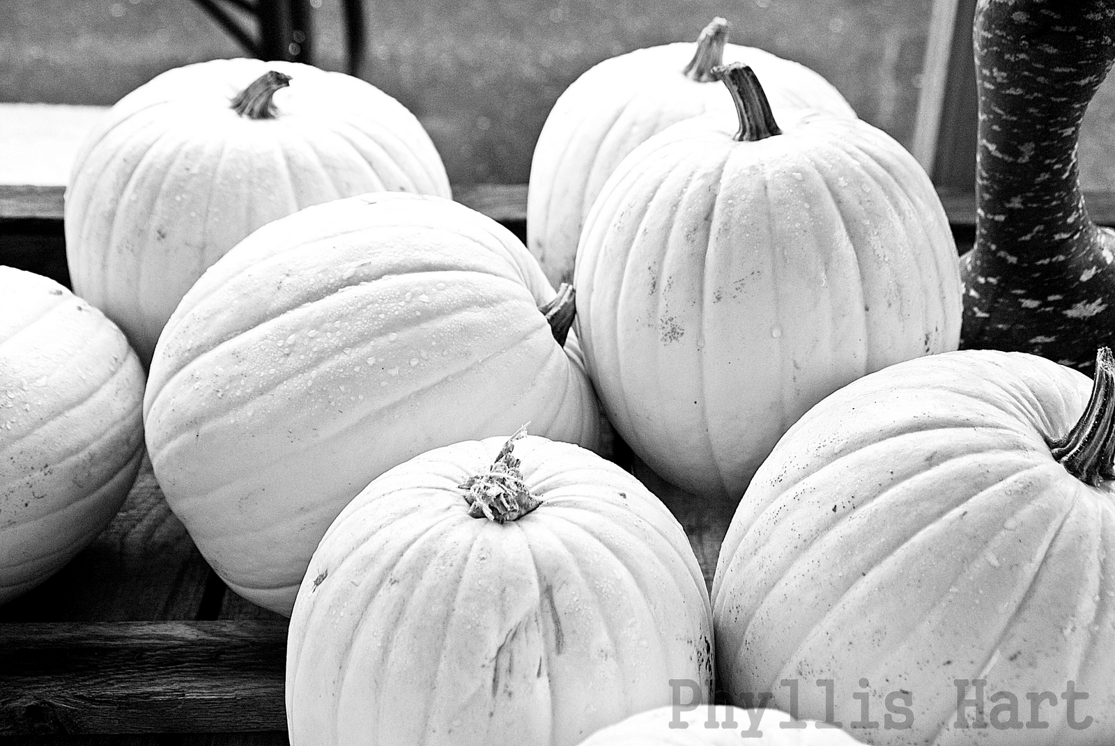 a place to hang my pictures the pumkin and squash weekend in black white a place to hang my pictures the pumkin and squash weekend in black white