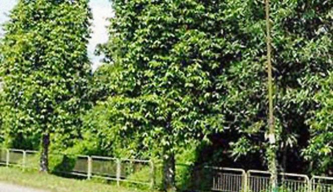 Masalah Pohon 1 Masalah Pohon