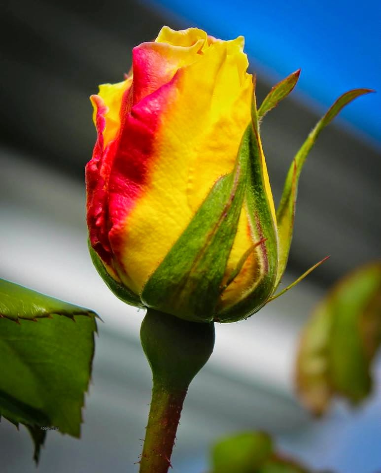 Yellow Red Off Rose Rose Fans Red Roses, White Roses, Pink Roses