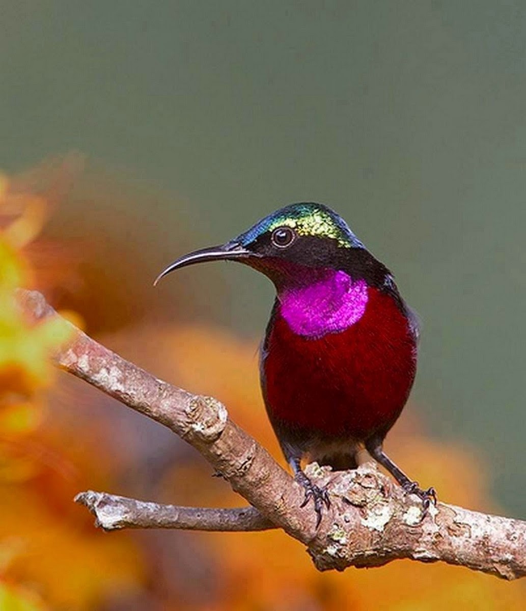 Chuck's Fun Page 2: Just animals - 18 images