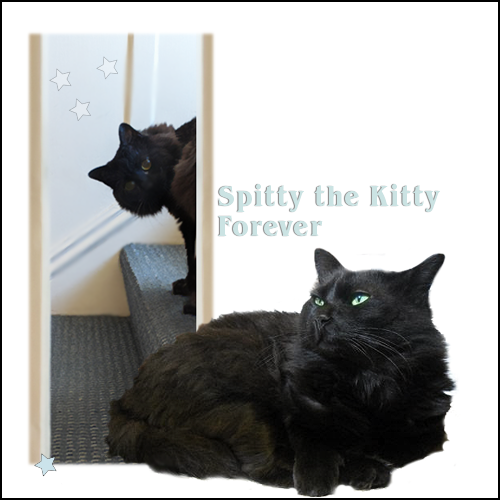 Spitty the Kitty
