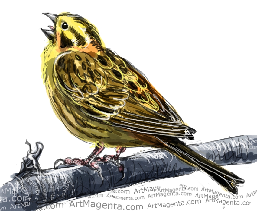 Birds: Yellowhammer